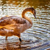 Foto Jungschwan