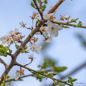 Der Frühling kommt