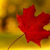 Herbst-Blatt