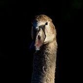 Junger-Schwan