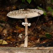 Bodennah fotografierter Pilz
