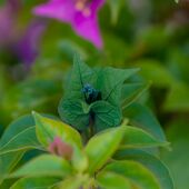 Blüte ohne Kontrast durch die Farbe