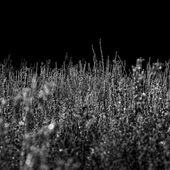 Silber Wiese