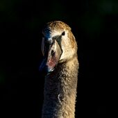 Junger-Schwan Hell - Dunkel - Kontrast