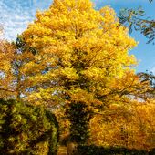 Foto Großer Baum im Herbstkleid