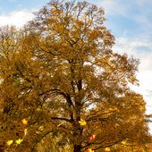 Herbstlicher Baum mit fallenden Blätter