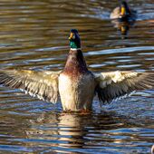 Ente beim Strecken
