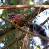 Eichhörnchen