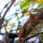 Eichhörnchen