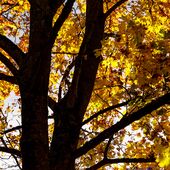Foto Herbstbild im Gegenlicht