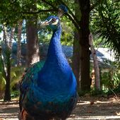 Pfau wirkt dominant im Vordergrund Pfau wirkt dominant im Vordergrund