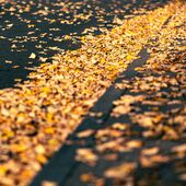 Herbstlaub auf der Strasse