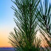 Fichtenzweig im Abendrot